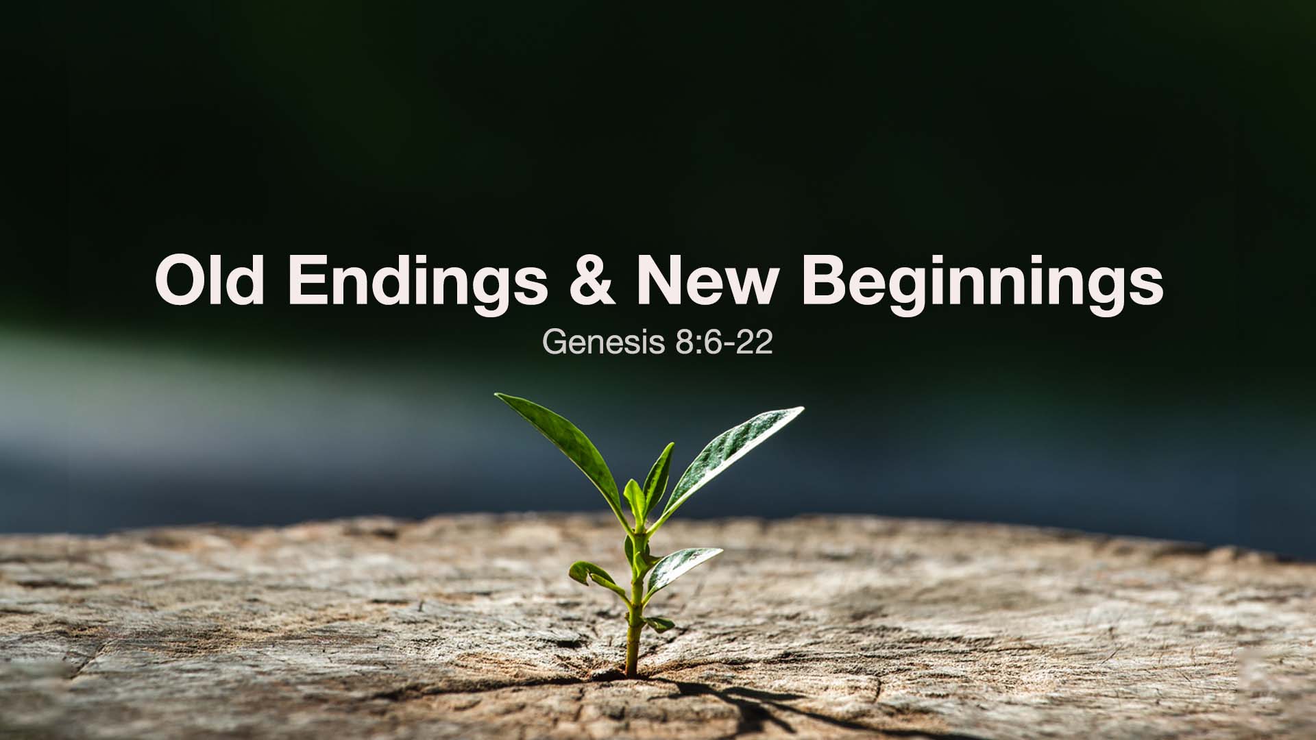 Genesis 8:6-22<br />Old Endings & New Beginnings